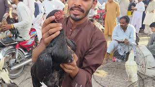 Firdos Aseel morgha Mandi Peshawar chicken chok new updates 2024 [upl. by Lutero544]