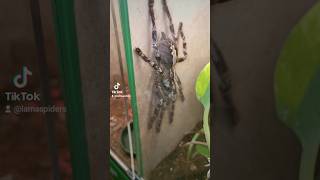 QUICK POECILOTHERIA CHECK Showing off some Poecilotheria tarantulas [upl. by Assenev980]