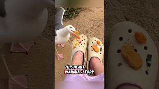 The man rescued a helpless seagull and they became good friends ❤️ rescue seagull birds [upl. by Yalonda]