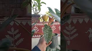 Philodendron Plant  Rourkela Gardening [upl. by Nnyloj]