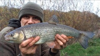 🎣 Chub fishing on the River Severn [upl. by Dianthe]