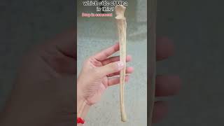 Left or Right side of Ulna bones ulna youtubeshorts viralvideo [upl. by Nirrok969]