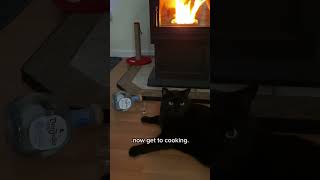 My hung over cat is hungry cooking food recipe entertainment shortsfunny [upl. by Whit]