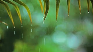 Relaxing Music amp Rain Sounds  Beautiful Piano Music Sleeping Music To Relieve anxiety [upl. by Dulcy781]