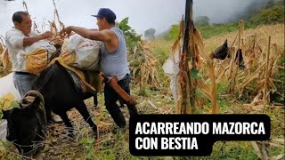 ACARREANDO MAZORCA EN BESTIAS DESDE UN PUEBLO DE OAXACA MEXICO campomexicano [upl. by Andres]