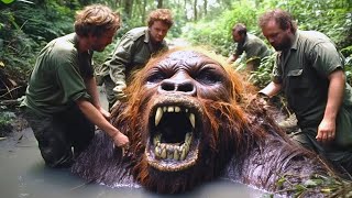 20 Choses les plus étranges récemment découvertes dans les jungles de Borneo [upl. by Shelly]