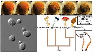 Fungi Chitin Yeasts Molds Mushrooms and Decomposition [upl. by Uy]