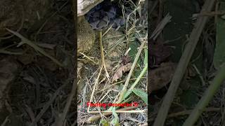 Finding copperhead neonates  dayhikingandherpingdudes [upl. by Sackman]