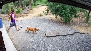 55 Héros Animaux Qui Ont Sauvé des Vies Humaines [upl. by Refinaj]