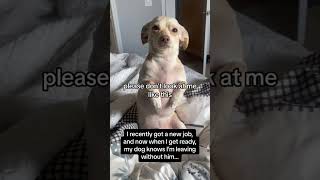 Chihuahua sad and cries when her human mom goes to work😢 [upl. by Afra]