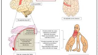 TSBilanChapitre5  Motricité volontaire intégration nerveuse et plasticité cérébrale [upl. by Lecia]