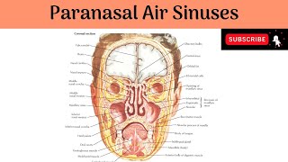 Paranasal Air Sinuses  Frontal  Ethmoidal  Maxillary  Sphenoidal  Situation  Communications [upl. by Emil]