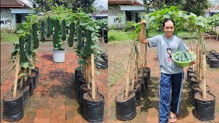 cara menanam timun supaya berbuah lebat  how to grow cucumber from seed to harvest [upl. by Erny268]