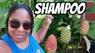 Growing Shampoo Ginger Awapuhi VLOG  Growing  Benefits  Harvest [upl. by Bohrer958]