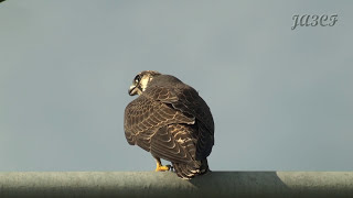 ハヤブサの鳴き声 Peregrine Falcon [upl. by Aihseya]