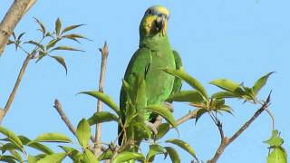 Orangewinged Amazon  Lecheria Venezuela  Thore Noernberg Birdwatching [upl. by Rebhun]