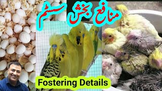 Foster pairs birds fostraing  how to foster eggs  how to foster birds  fostring in budgies [upl. by Yorel]