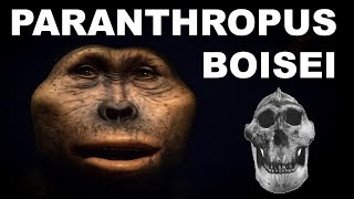 Paranthropus boisei The Nutcracker Man [upl. by Kcirrad472]