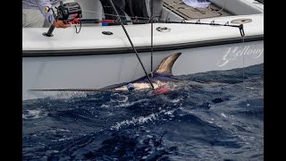 1st Swordfish On Reel UNDER 1000  Daiwa Tanacom [upl. by Ileane]