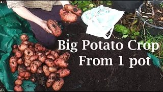 Allotment Diary  My Biggest Single Container Pot Grown Potato Harvest Yet [upl. by Illyes768]