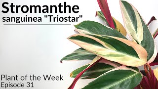 How To Care For Stromanthe sanguinea quotTriostarquot  Plant Of The Week Ep 31 [upl. by Moyna]