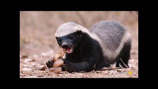 Honey Badger  Natures Toughest Warrior [upl. by Ahsiuqram]