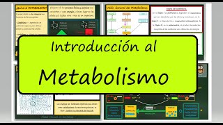 METABOLISMO Anabolismo y Catabolismo Enzimas Autótrofos y Heterótrofos Biología Bachillerato [upl. by Couture225]