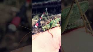 Omocestus viridulus common green grasshopper [upl. by Fesuy]