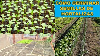 Cómo Germinar Semillas de Hortalizas de Forma Sencilla [upl. by Selby]