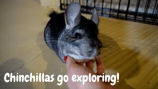 My Chinchillas Explore The Basement [upl. by Surtemed]