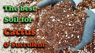 Cactus amp Succulent soil mix  How to make the best Cactus amp Succulent soil mix [upl. by Atteoj843]