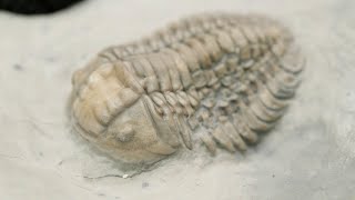 Finding Trilobites on Anticosti Island [upl. by Windy]