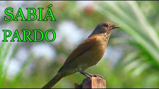 ♫ O BELO CANTO do SABIÁ BARRANCO ♫ Turdus leucomelas AO VIVO DA NATUREZA [upl. by Otrebtuc]