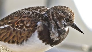 Turnstone Birds at Padstow [upl. by Lanod524]