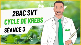 Séance 3  Cycle de KREBS 2Bac SVT [upl. by Supen824]