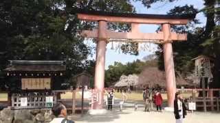 市バスで行く「上賀茂神社」～世界遺産～【World Heritage】 [upl. by Doubler]