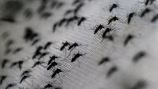 What is the Zika virus [upl. by Cymbre]