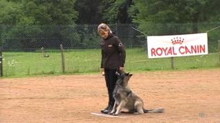 Catherine Rose Cholet chien en blanc equipe de france obeissance [upl. by Nallek]