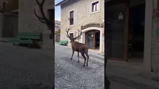 Civitella Alfedena  Abruzzo [upl. by Ybbob]