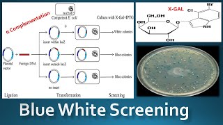 Blue White Screening  The Alpha Complementation [upl. by Bodrogi657]