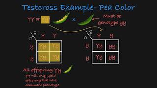 Testcross Explained [upl. by Enyrhtac]