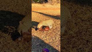 Leopard vs Hyena wildlife shortsfeed viralvideo [upl. by Vladamir]