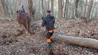 Débardage à cheval au Grand Rocher à Plestin [upl. by Mcfarland]