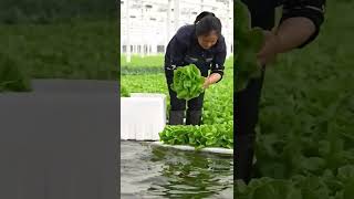 Harvesting hydroponic vegetablesvegetableHydroponic plantsSoilless Planting [upl. by Zach]