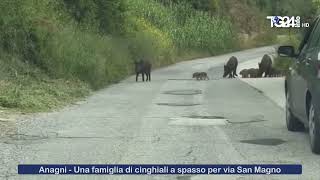 Anagni  Una famiglia di cinghiali a spasso per via San Magno [upl. by Ahern422]