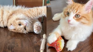 Kitten Rolls around for Silvervine  Siberian Cats [upl. by Ahsa]