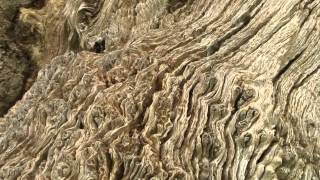 The Crowleasowe Oak Ludlow Shropshire [upl. by Phelgen]