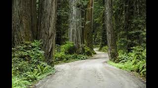 Jedediah Smith Redwoods State Park Visitor Center [upl. by Bertilla]