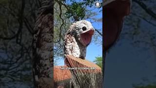 Great Potoo 👀 The Creepiest Bird [upl. by Spearman]