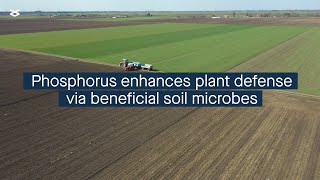 Phosphorus availability influences plant defense via effects on beneficial soil microbes [upl. by Mckenzie574]